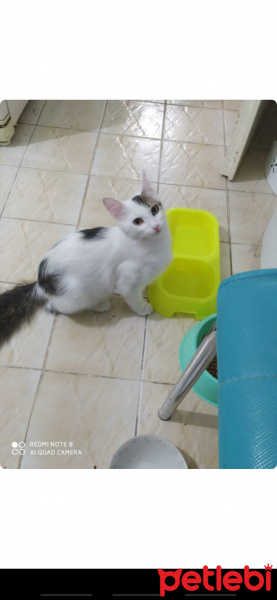 Tekir Kedi, Kedi  Mecnun fotoğrafı