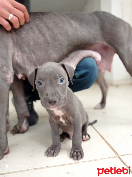 Amerikan Staffordshire Terrier, Köpek  Monntana fotoğrafı