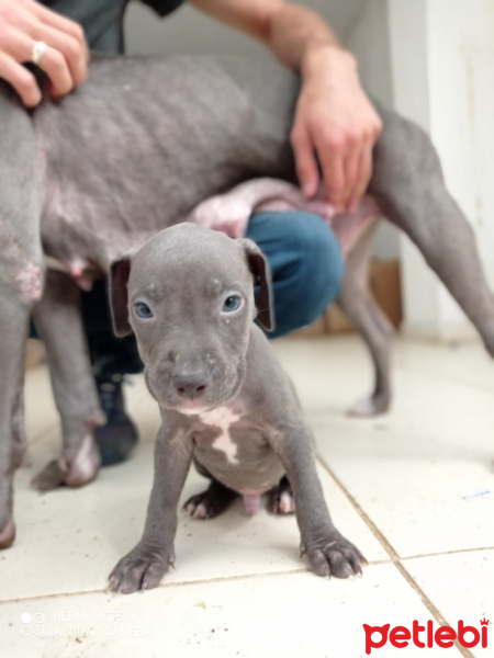 Amerikan Staffordshire Terrier, Köpek  Monntana fotoğrafı