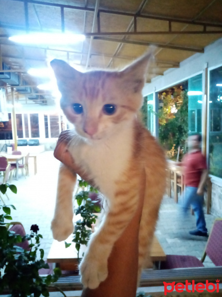 Sarman, Kedi  Sarı fotoğrafı