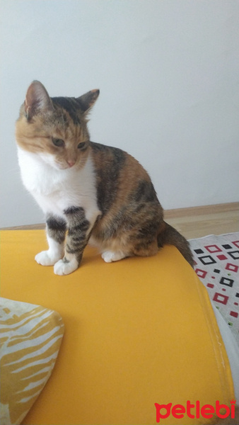 Tekir Kedi, Kedi  Minnak fotoğrafı