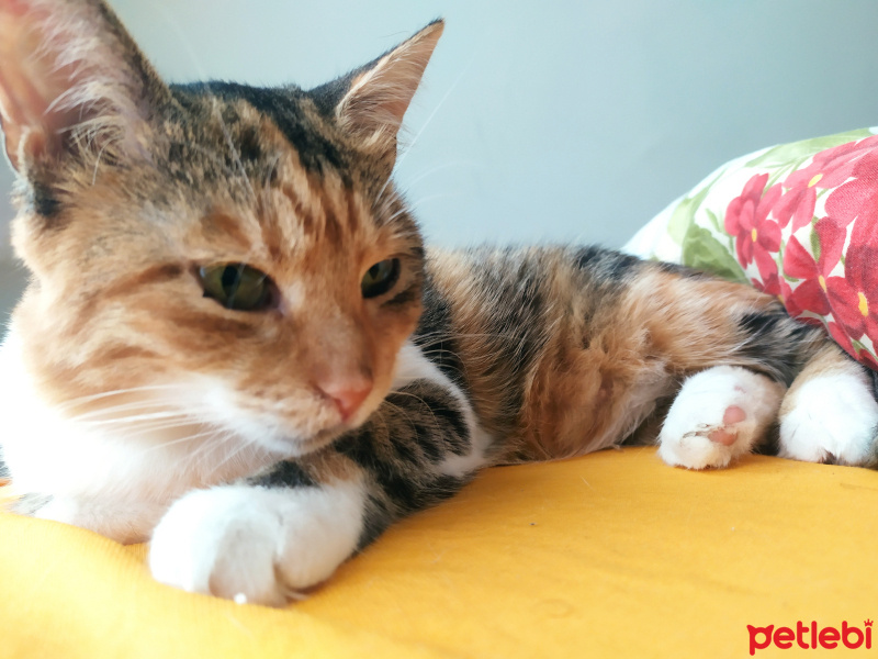 Tekir Kedi, Kedi  Minnak fotoğrafı