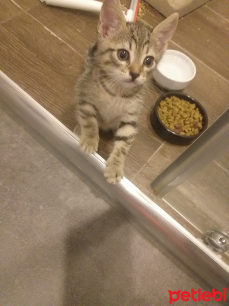 Tekir Kedi, Kedi  Lokum fotoğrafı