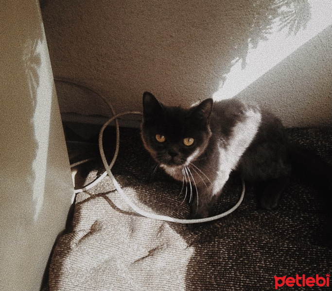 British Shorthair, Kedi  Prenses fotoğrafı