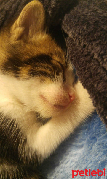 Tekir Kedi, Kedi  Vincent fotoğrafı