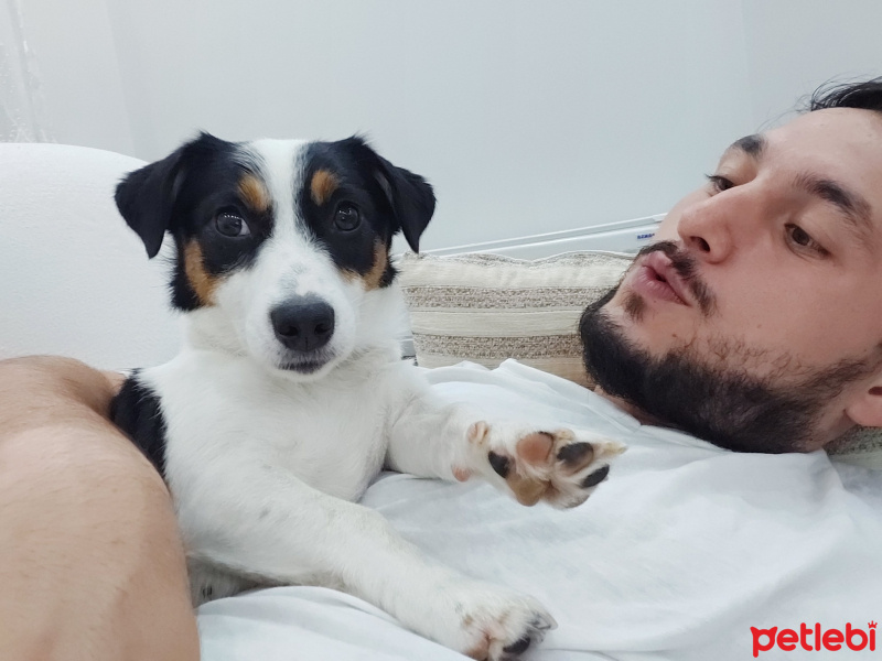 Jack Russell Terrier, Köpek  Jessie fotoğrafı