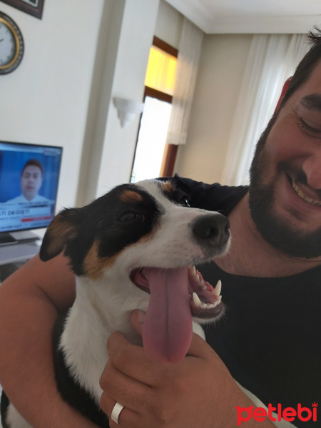 Jack Russell Terrier, Köpek  Jessie fotoğrafı