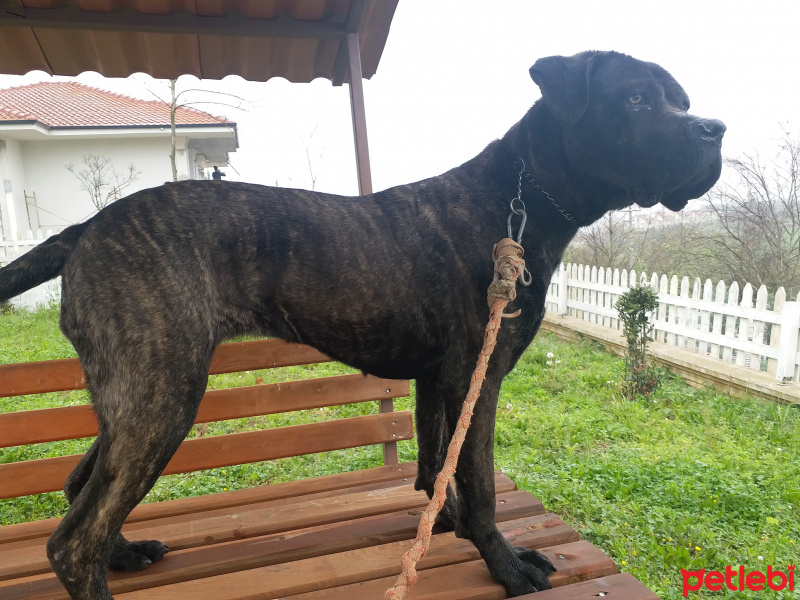 Cane Corso Italiano, Köpek  yağmur fotoğrafı