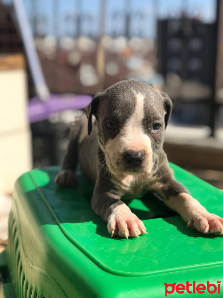 Amerikan Staffordshire Terrier, Köpek  Adı yok fotoğrafı