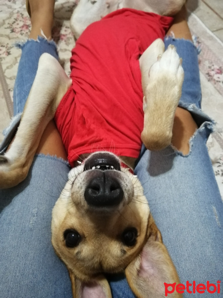 Sokö (Sokak Köpeği), Köpek  Luna fotoğrafı