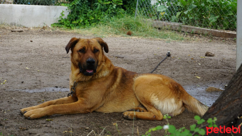 Alman Çoban Köpeği, Köpek  Tarçın fotoğrafı