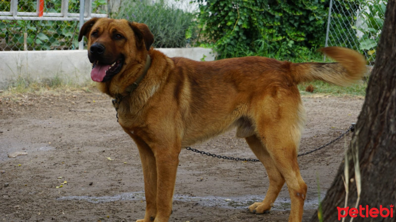 Alman Çoban Köpeği, Köpek  Tarçın fotoğrafı