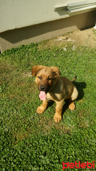 Alman Çoban Köpeği, Köpek  Tarçın fotoğrafı