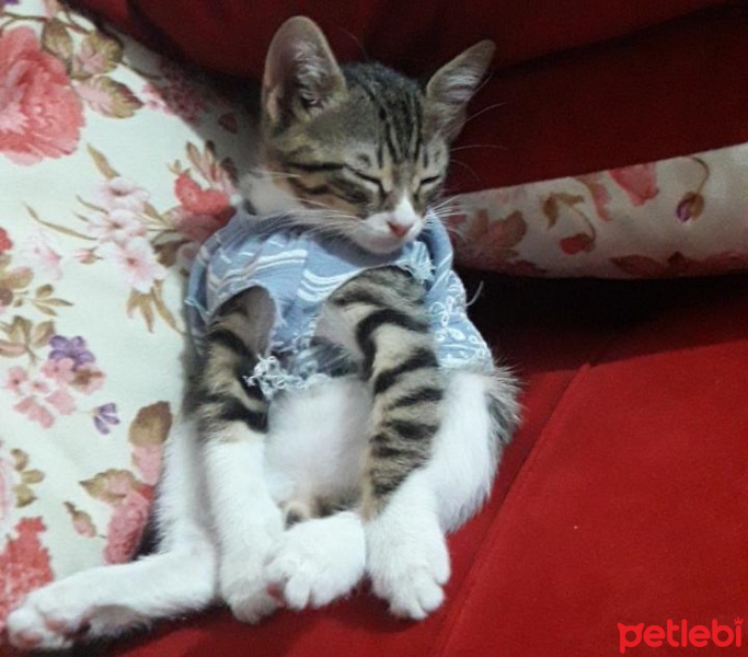 Tekir Kedi, Kedi  SÜLOCAN fotoğrafı
