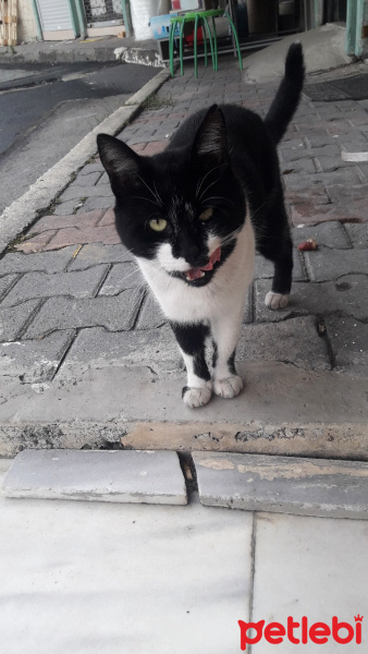 Tekir Kedi, Kedi  SÜLOCAN fotoğrafı