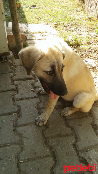 Kangal, Köpek  Şerbet fotoğrafı