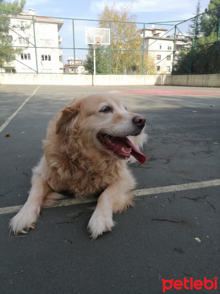 Golden Retriever, Köpek  Yosun fotoğrafı