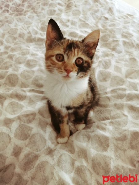 European Shorthair, Kedi  Sushi fotoğrafı