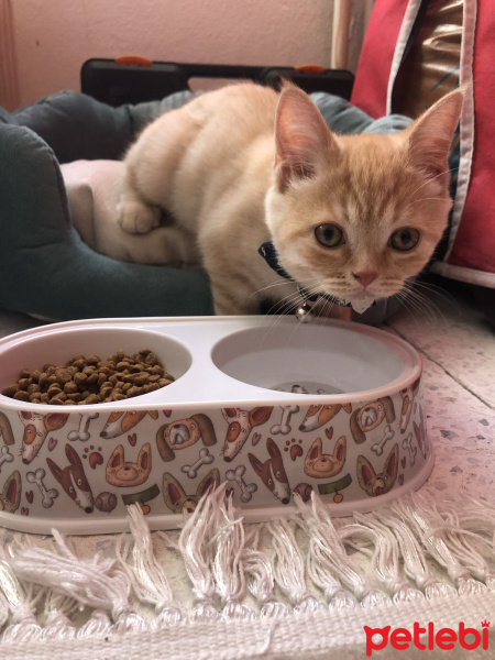 British Shorthair, Kedi  Karamel fotoğrafı