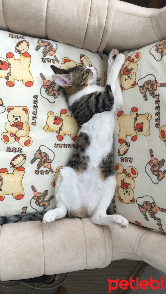 Tekir Kedi, Kedi  Gofret fotoğrafı