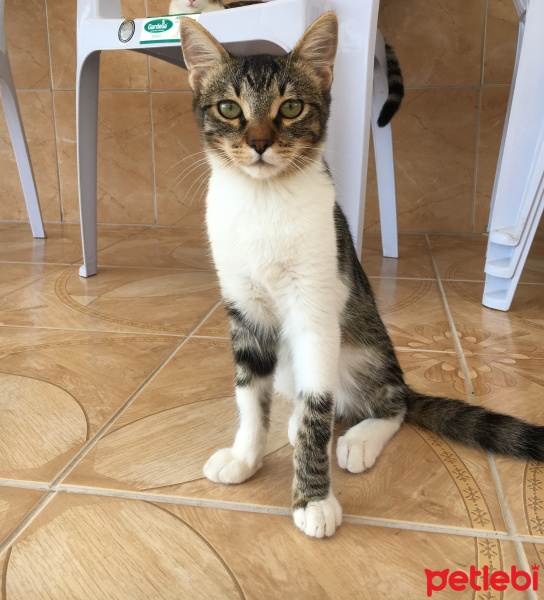 Tekir Kedi, Kedi  Paşa fotoğrafı