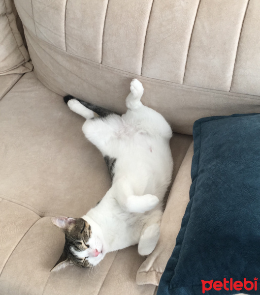 Tekir Kedi, Kedi  Minnoş fotoğrafı