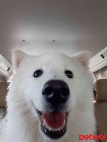 Samoyed, Köpek  Anakin fotoğrafı