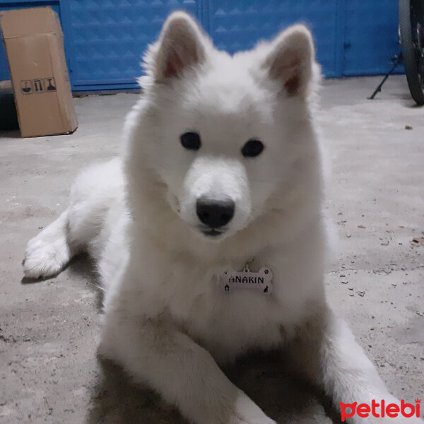 Samoyed, Köpek  Anakin fotoğrafı