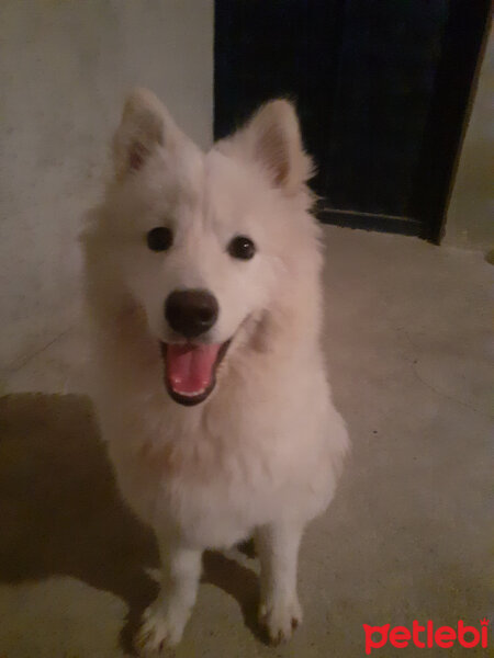 Samoyed, Köpek  Anakin fotoğrafı