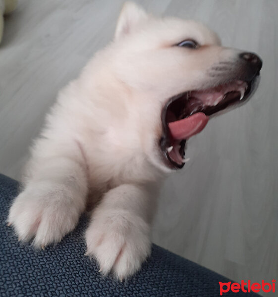 Samoyed, Köpek  Anakin fotoğrafı