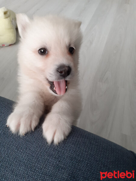 Samoyed, Köpek  Anakin fotoğrafı