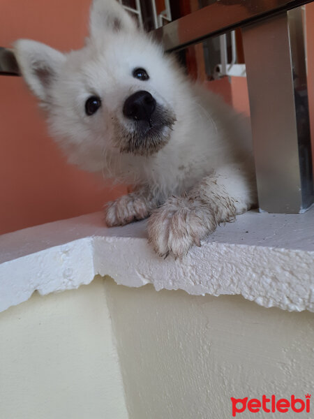 Samoyed, Köpek  Anakin fotoğrafı