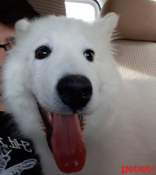 Samoyed, Köpek  Anakin fotoğrafı