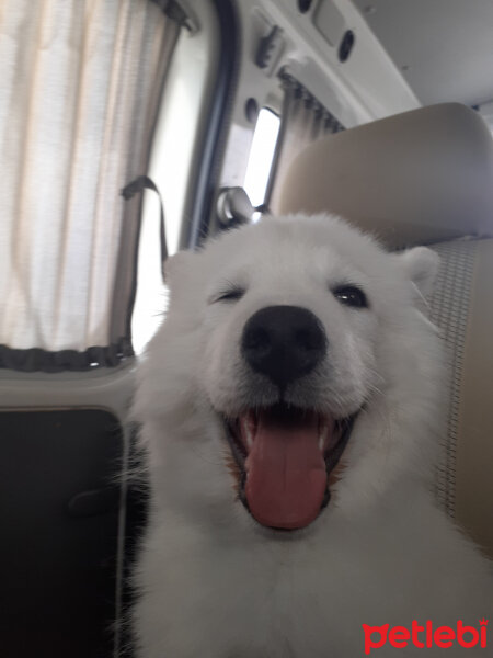 Samoyed, Köpek  Anakin fotoğrafı