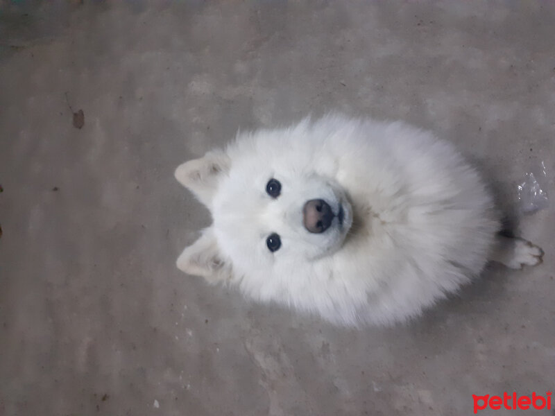 Samoyed, Köpek  Anakin fotoğrafı