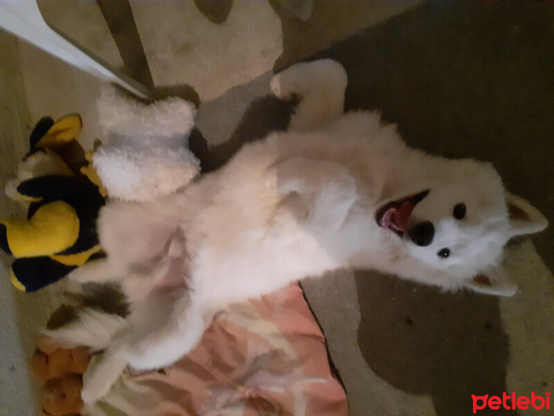 Samoyed, Köpek  Anakin fotoğrafı