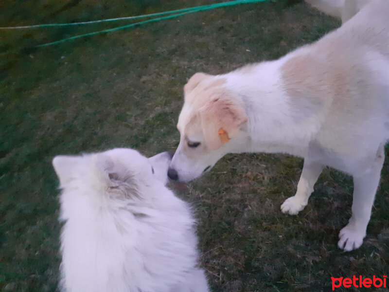 Samoyed, Köpek  Anakin fotoğrafı