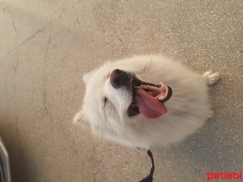 Samoyed, Köpek  Anakin fotoğrafı