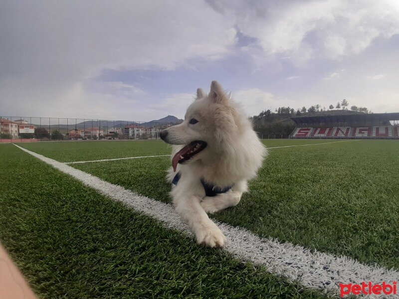 Samoyed, Köpek  Anakin fotoğrafı