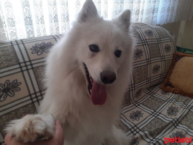 Samoyed, Köpek  Anakin fotoğrafı