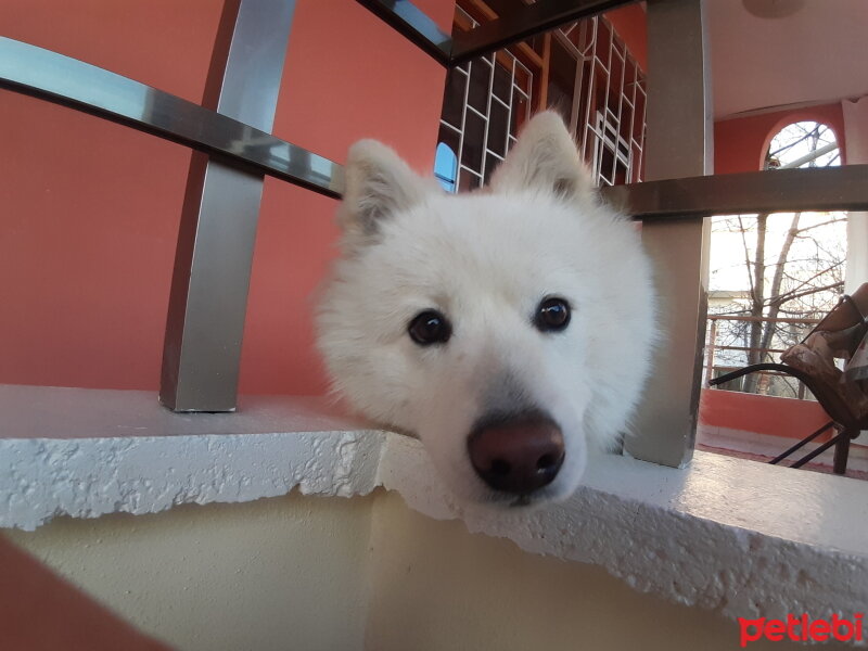 Samoyed, Köpek  Anakin fotoğrafı