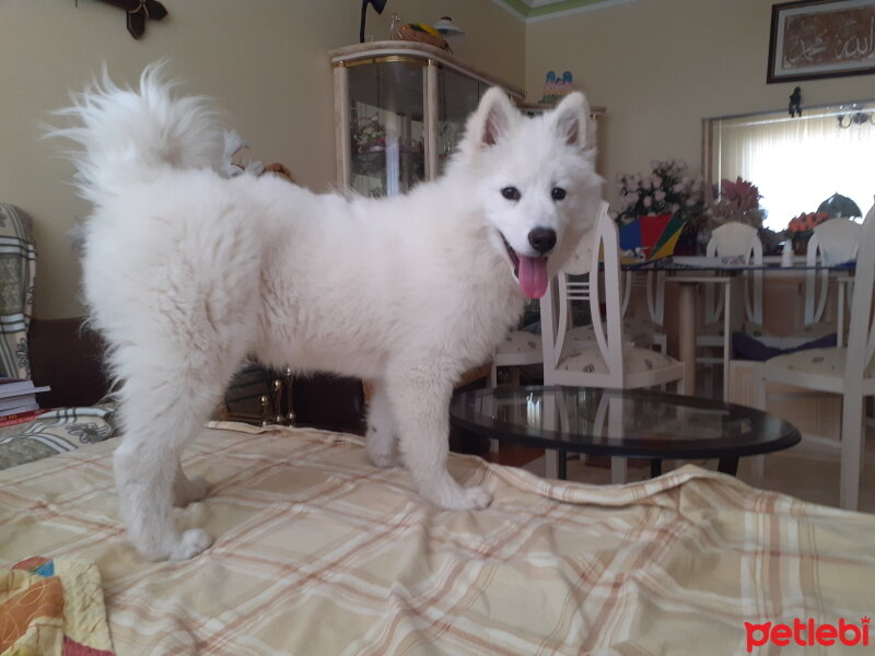 Samoyed, Köpek  Anakin fotoğrafı