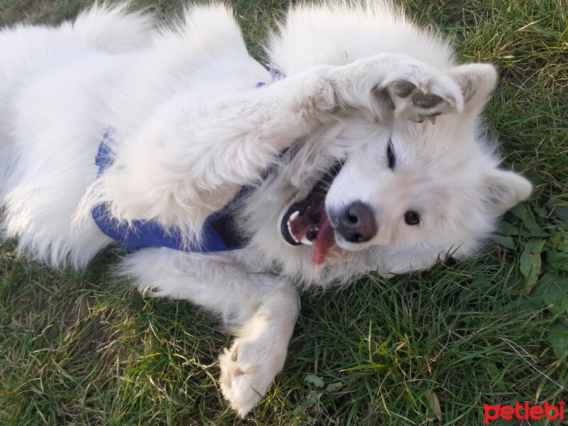 Samoyed, Köpek  Anakin fotoğrafı