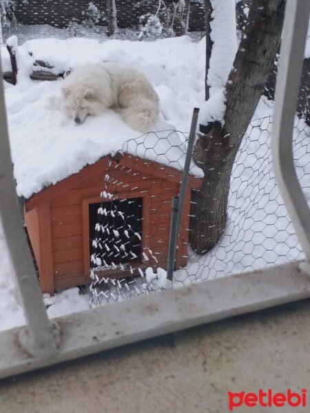 Samoyed, Köpek  Anakin fotoğrafı