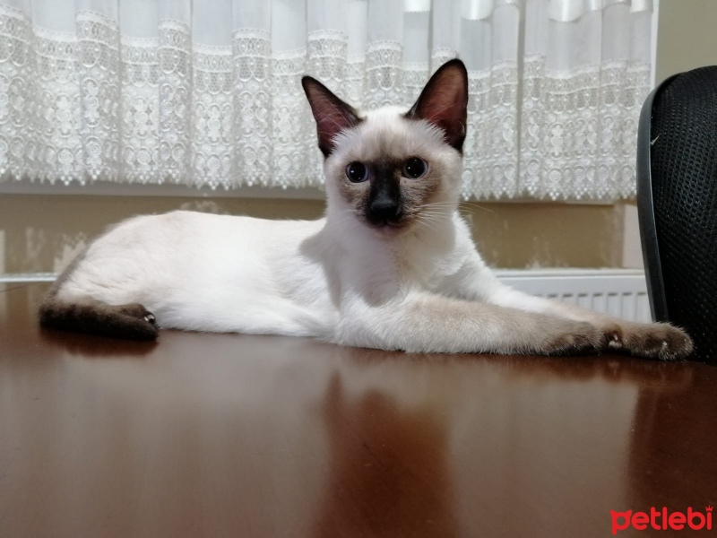 Siyam Kedisi, Kedi  Sepya fotoğrafı