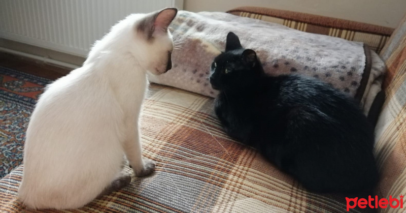 Bombay, Kedi  Zeytin fotoğrafı