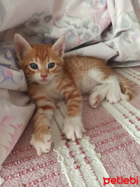 Sarman, Kedi  Cango fotoğrafı