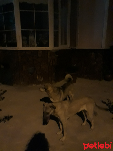 Sokö (Sokak Köpeği), Köpek  Izmir fotoğrafı
