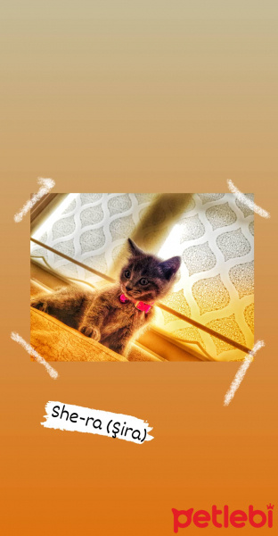 British Shorthair, Kedi  Şira fotoğrafı