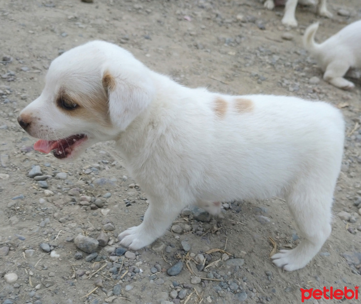 Jack Russell Terrier, Köpek  Bulut fotoğrafı